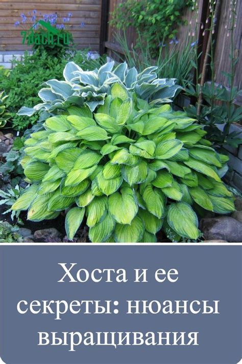 Особенности срезки цветов растений Hosta