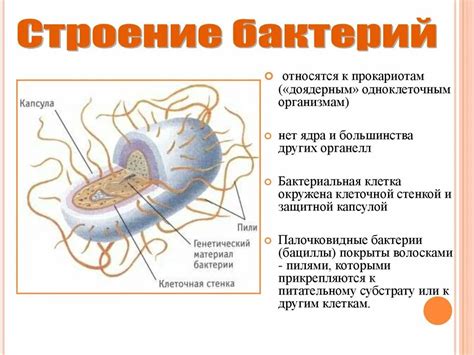 Особенности строения бактерий