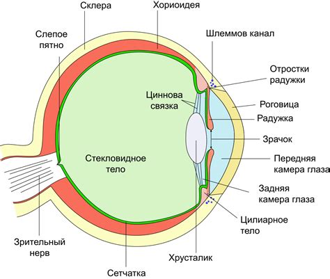 Особенности строения глаз