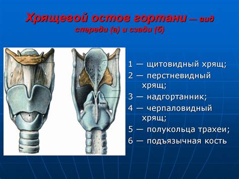 Особенности строения гортани и пищевода