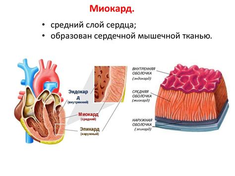 Особенности строения желудочков