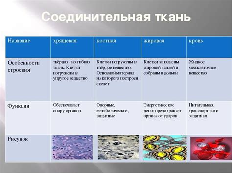 Особенности строения клеток и тканей