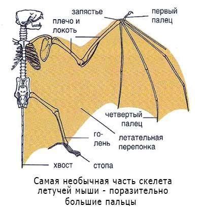 Особенности строения крыльев летучих мышей, позволяющие им летать длинные дистанции