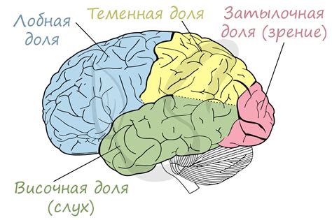 Особенности строения мозга