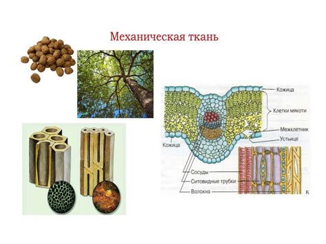 Особенности строения растительных организмов