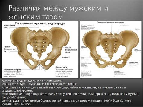 Особенности строения таза у женщин