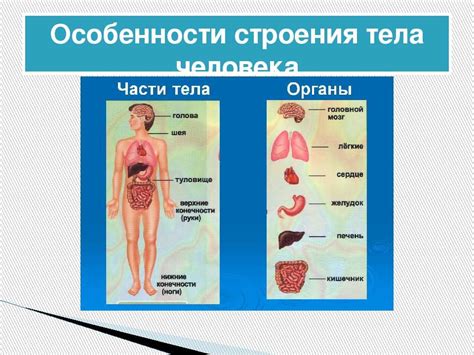 Особенности строения человека