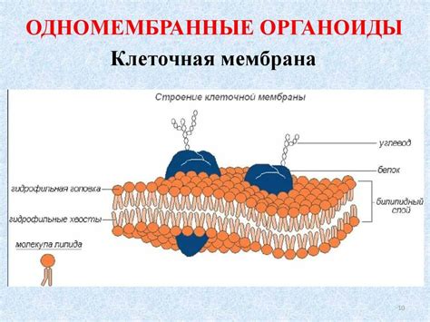 Особенности строения эвглен