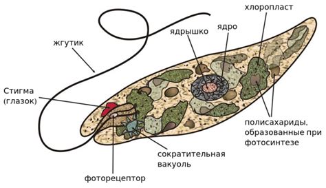 Особенности строения эвглены, обеспечивающие движение к свету