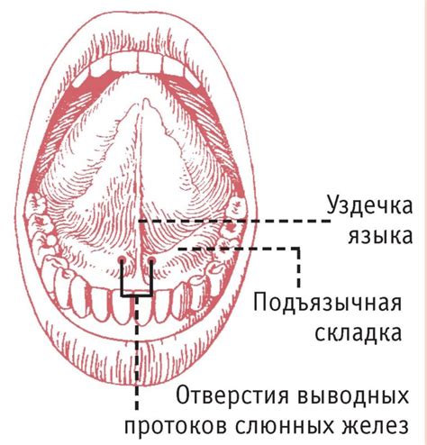 Особенности строения языка