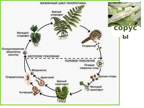 Особенности структуры гаметофита