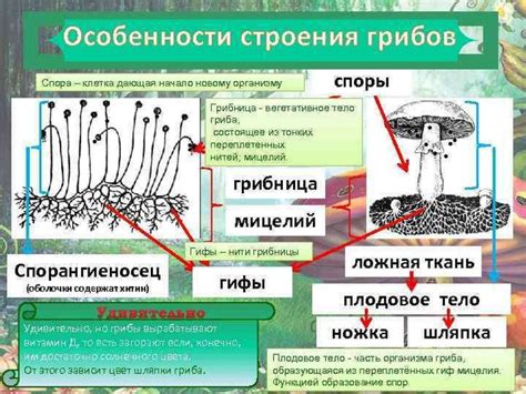 Особенности структуры грибов