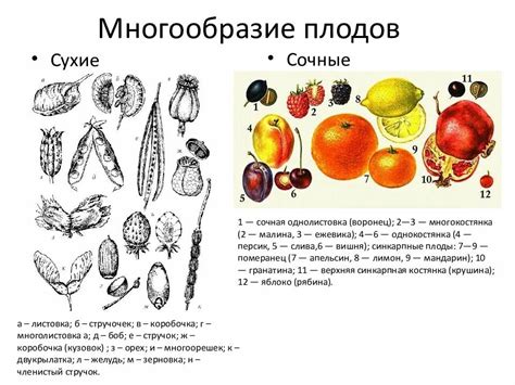 Особенности структуры и свойств сочных плодов у кустарников