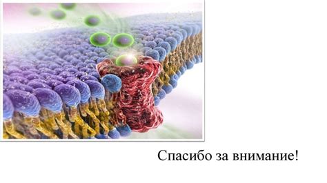 Особенности структуры и функций