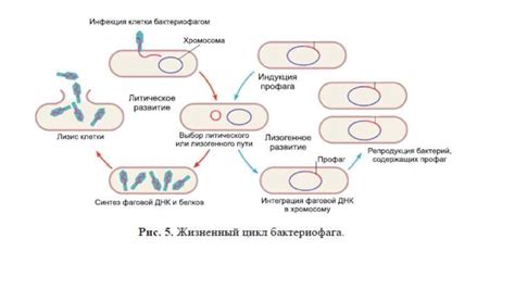 Особенности структуры и функций вирусов