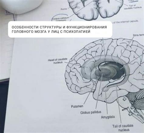 Особенности структуры и функционирования