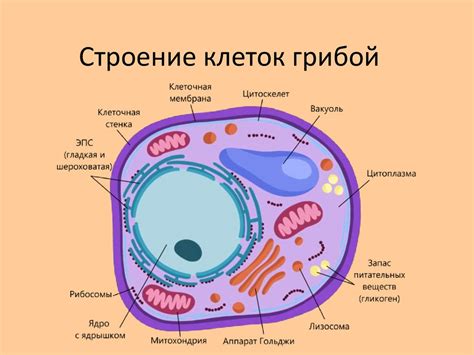 Особенности структуры клеток