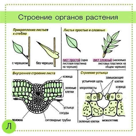 Особенности структуры листа у растений "хамедорея"