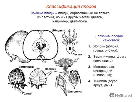 Особенности структуры плодов