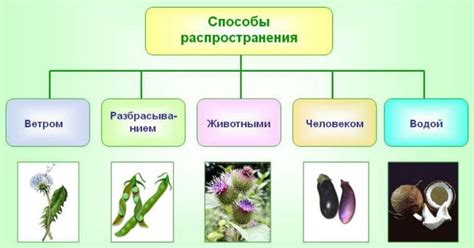 Особенности тропиков и распространение растений