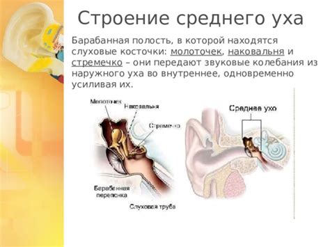 Особенности устройства уха