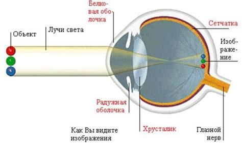 Особенности физиологии глаза