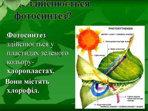 Особенности фотосинтеза в замиокулькасе