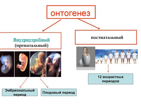 Особенности функционирования организма