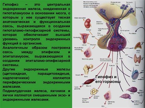 Особенности эндокринной системы девушки