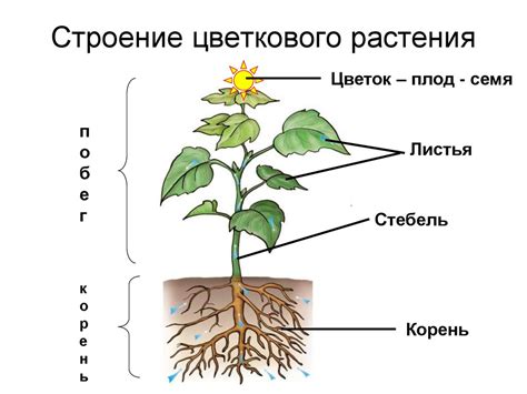 Особенность строения растения