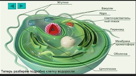 Особые структуры рыбьих клеток