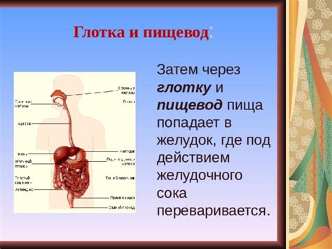 Острая пища стимулирует сливание желудочного сока