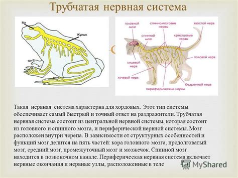 Острый ответ нервной системы на раздражители в еде