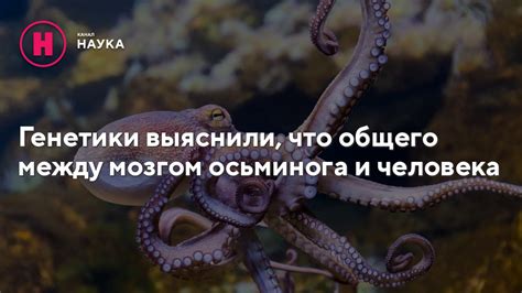 Осуществление поимки осьминога