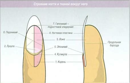 Отбивка кутикулы и формирование ногтевой пластины