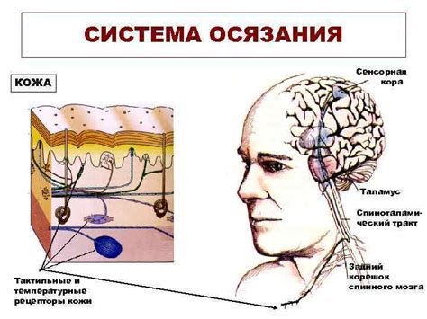 Отвлечение и раздражение