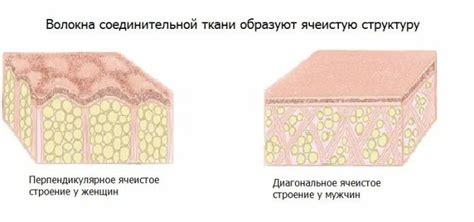 Отделение корки и волокон