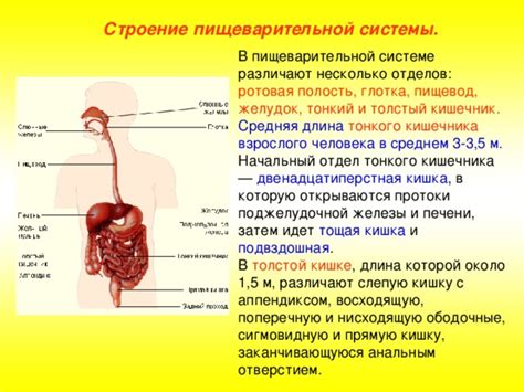 Отклонения в работе пищеварительной системы