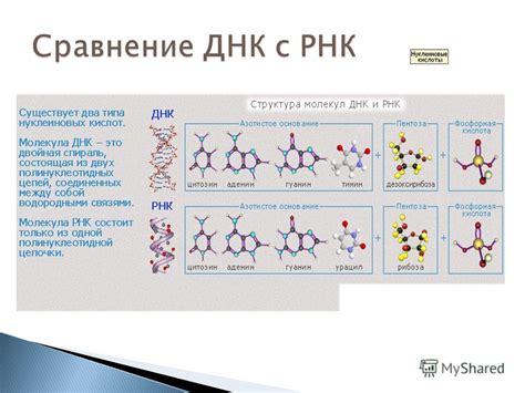 Открытие нуклеиновых кислот