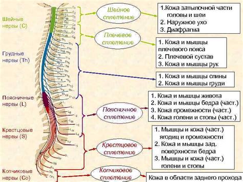 Открытые нервные окончания