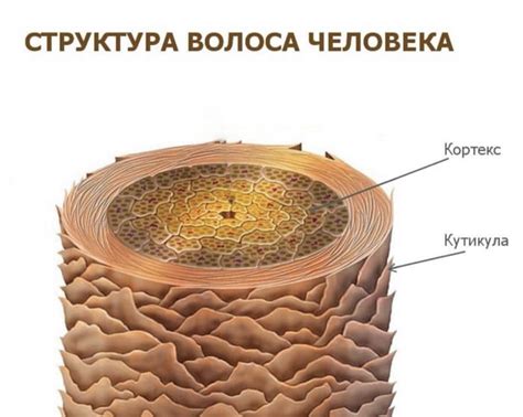 Отличающаяся структура волос