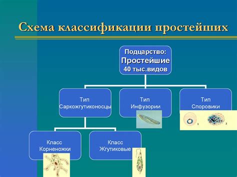 Отличительные особенности простейших