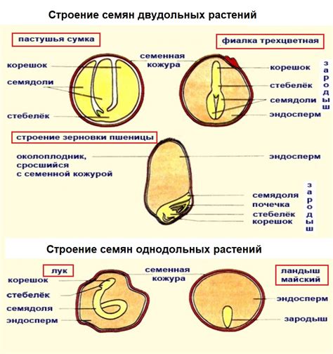 Отличия в количестве произведенных семян