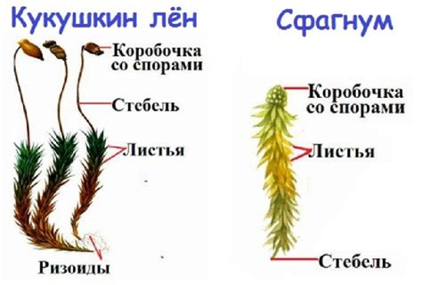 Отличия в размножении