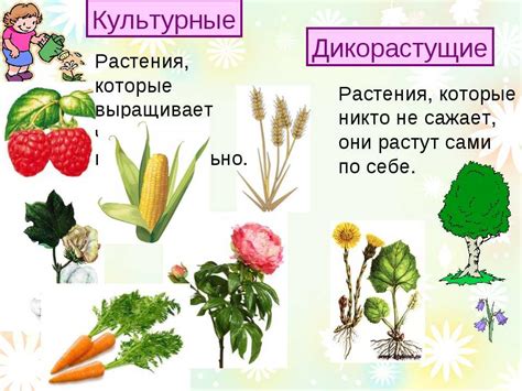 Отличия дикорастущих и культурных растений