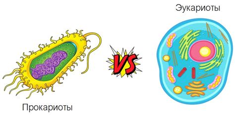 Отличия прокариотов от эукариотов