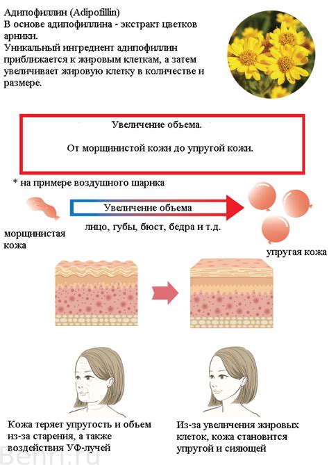 Отношение кожи к жировым клеткам