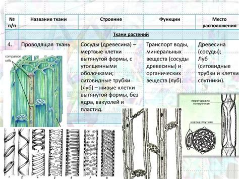 Отображение структуры тканей