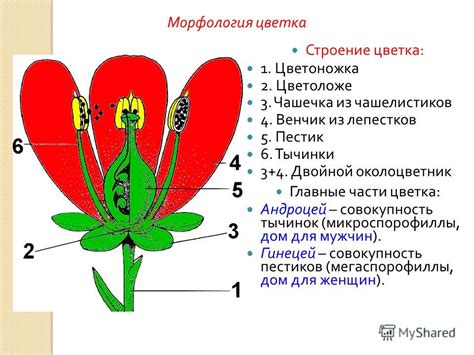 Отработка деталей соцветий и лепестков