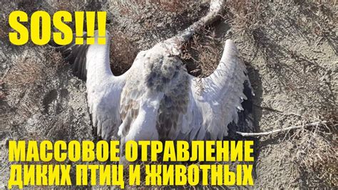 Отравление диких животных